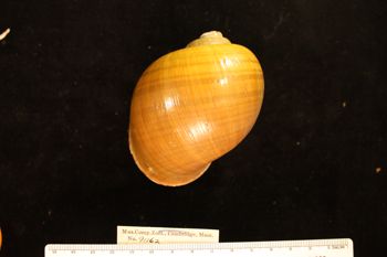 Media type: image; Malacology 91162